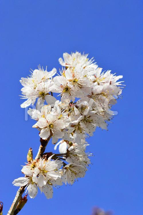 晴天の寒桜 桜,花,春の写真素材