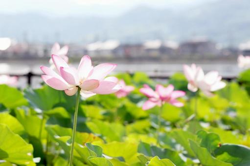 蓮の花 蓮の花の写真