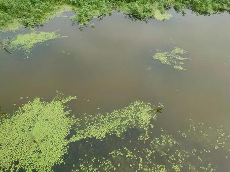 藍藻 藍藻,藻,水辺の写真素材