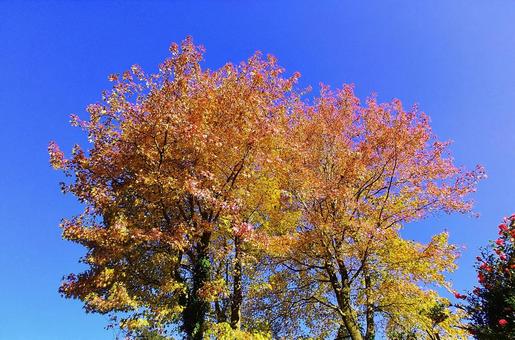 紅葉と澄んだ青空 紅葉と澄んだ青空 紅葉,秋,木々の写真素材