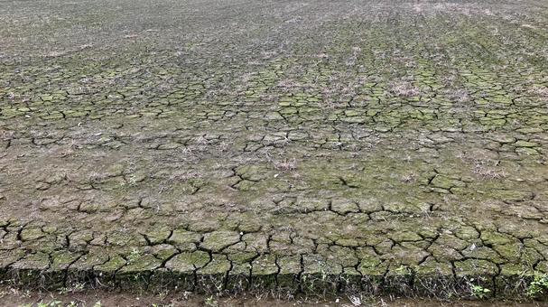 ひび割れた田んぼ ひび割れた田んぼ 地割れ,田,畑の写真素材