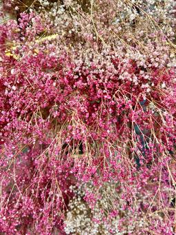 ピンク色の小花ドライフラワー① ピンク色の小花ドライフラワー① 可愛い,かわいい,色鮮やかの写真素材