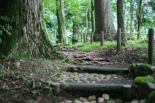 森林公園のハイキングコース横の写真