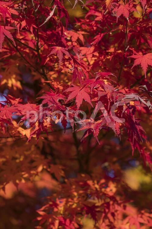昭和記念公園の美しい紅葉 紅葉,秋色,楓の写真素材