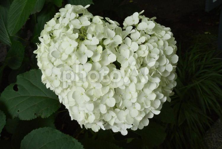 あじさい3（アナベル） アジサイ,紫陽花,ハートの写真素材