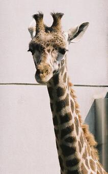 キリンくん 動物園,きりん,キリンの写真素材