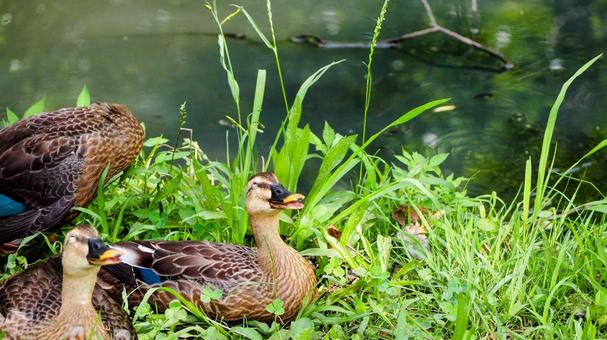 Summer at Mizumoto Park: A family of spot-billed ducks (Katsushika Ward), JPG