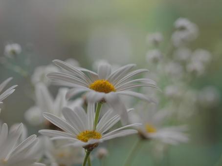 白い花 白い花の写真