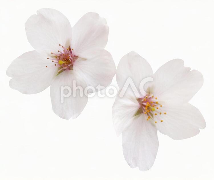 切り抜き素材　桜71 桜,春,白の写真素材