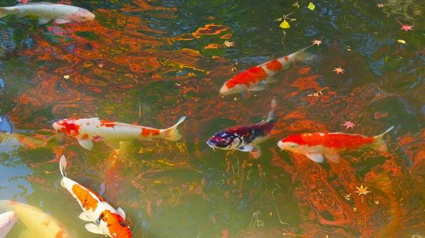 水面に写った紅葉の中を泳ぐ錦鯉 水面に写った紅葉の中を泳ぐ錦鯉の写真