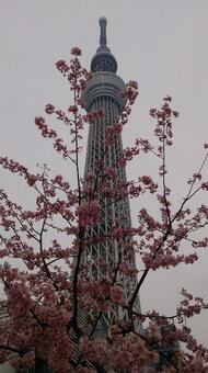 スカイツリーと桜の写真