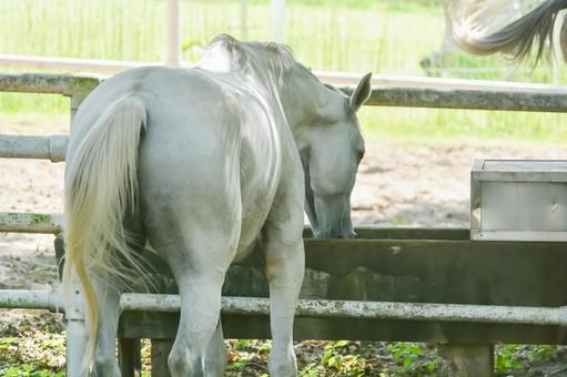 のんびりと餌場で餌を食べる白馬 のんびりと餌場で餌を食べる白馬の写真