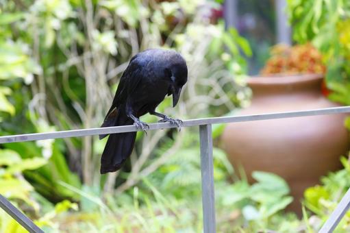 カラス カラス カラス,動物,黒の写真素材