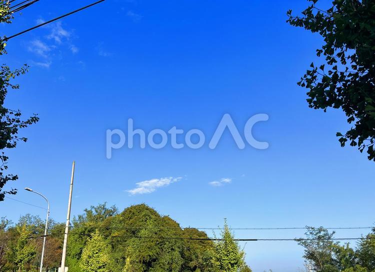 空と樹木と電線 木,自然,空の写真素材