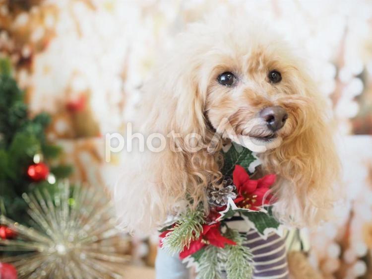 クリスマスわんこ クリスマス,トイプー,犬の写真素材