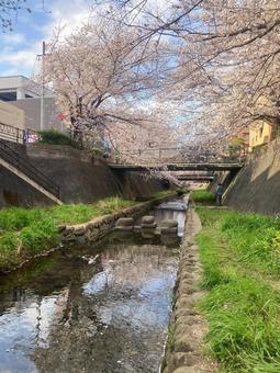 志井川の桜並木 志井川の桜並木 さくら,春,サクラの写真素材