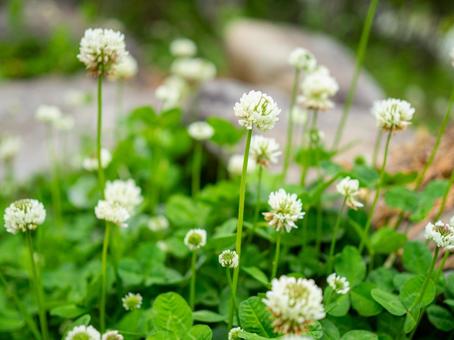 Photo, park, white clover, spring, 