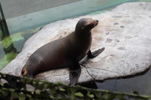 カリフォルニアアシカのいる水族館 カリフォルニアアシカのいる水族館 カリフォルニアアシカ,水族館,動物の写真素材
