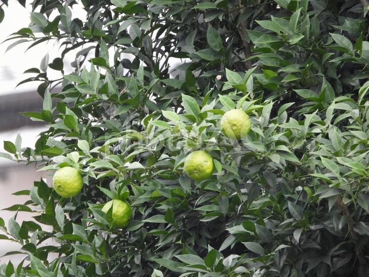 実のなる木 木,植物,実の写真素材
