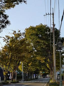 ケヤキのトンネル並木道 15 けやき,ケヤキ,晴れの写真素材