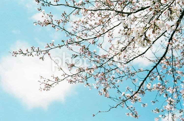 青空と白い桜（フィルム写真）１ 桜,さくら,サクラの写真素材