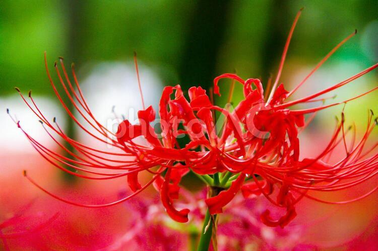 【植物】大きく咲く彼岸花 曼珠沙華,彼岸花,植物の写真素材
