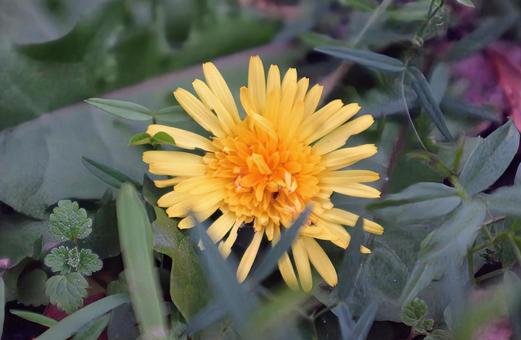 クロックフラワー たんぽぽ,花,flowerの写真素材