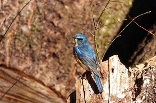 野鳥の季節11 野鳥の季節11の写真