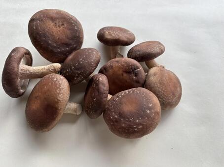 しいたけ2 椎茸,きのこ,たくさんの写真素材