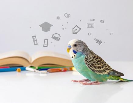 鳥と学ぶ 鳥と学ぶの写真