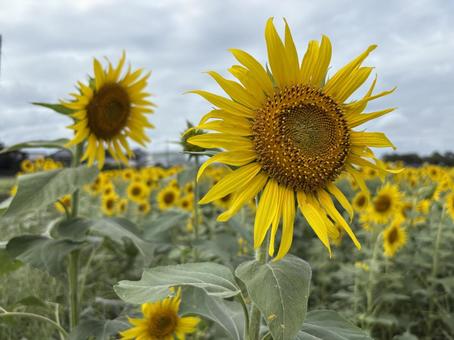 ひまわり ひまわり,黄色,花の写真素材