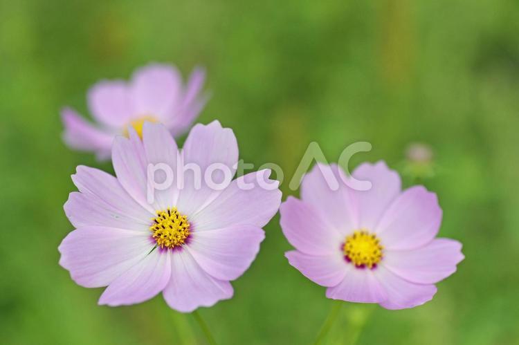 こすもす　コスモスの花　秋イメージ　 こすもす,コスモス,秋桜の写真素材