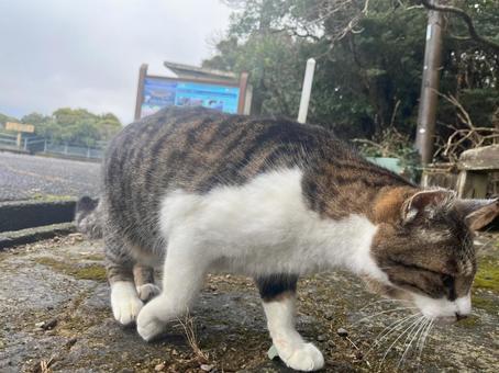 野良猫 野良猫の写真