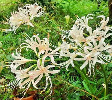 初秋の白い彼岸花 曼珠沙華 初秋の白い彼岸花 曼珠沙華 彼岸花,白い彼岸花,初秋の写真素材