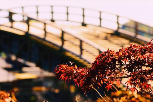 錦帯橋と紅葉したもみじ 錦帯橋と紅葉したもみじ 錦帯橋,もみじ,秋の写真素材