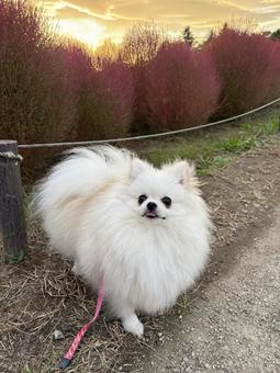 白ポメラニアン11 白ポメラニアン11 ポメラニアン,犬,ポメの写真素材