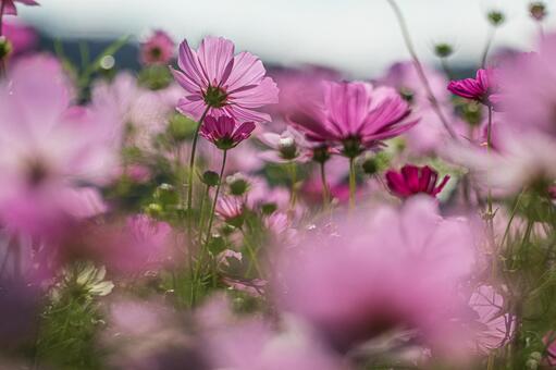 ふんわりコスモスの写真