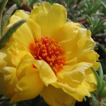 マツバボタン（松葉牡丹） マツバボタン,松葉牡丹,花の写真素材