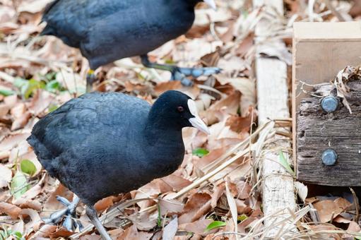 落ち葉の上を歩くオオバン 落ち葉の上を歩くオオバンの写真
