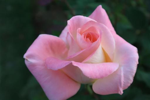 薔薇 ピンクの花 薔薇 ピンクの花の写真