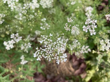 パクチーの花 パクチーの花の写真