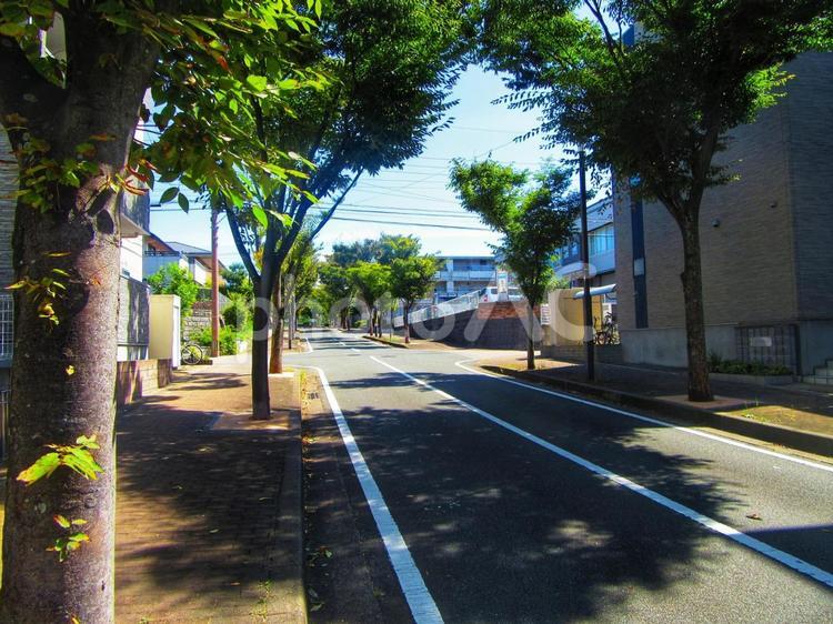 街路樹の道路 街路樹,道路,道の写真素材