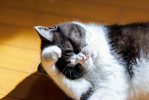 顔を洗う猫 顔を洗う猫の写真
