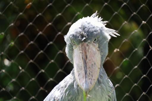 上野動物園 ハシビロコウ正面 上野動物園 ハシビロコウ正面の写真