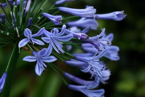 Photo, agapanthus, purple clam, murasaki kunsiran, 