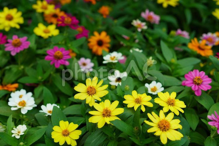 色とりどりの花畑 色とりどり,花,たくさんの写真素材