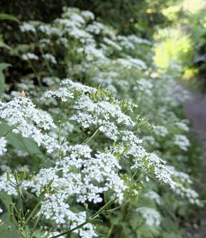 散歩道にシャクの花 散歩道にシャクの花の写真