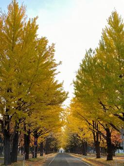 銀杏 銀杏 銀杏並木,北海道大学,観光名所の写真素材