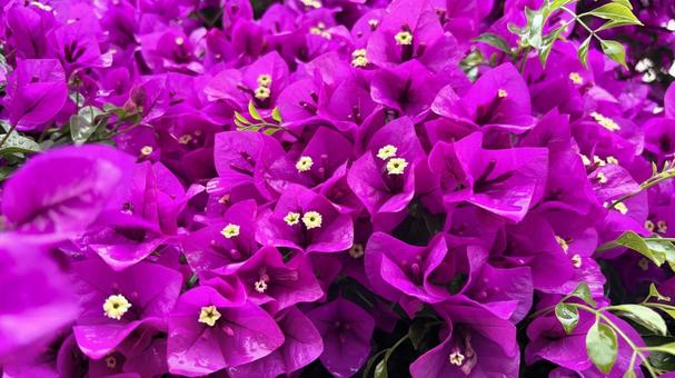 鮮やかな紫色のブーゲンビリアの花 鮮やかな紫色のブーゲンビリアの花 ブーゲンビリア,花,紫の写真素材