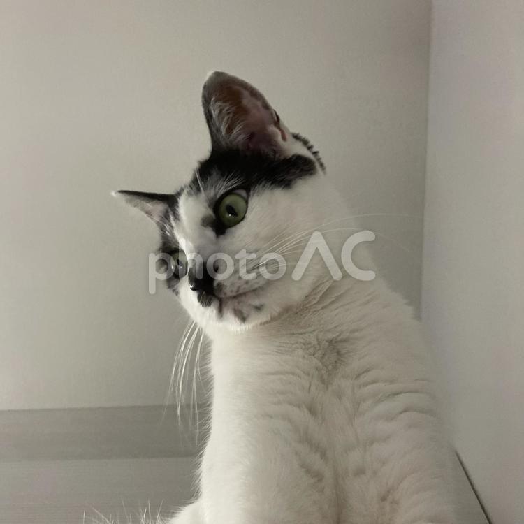視線を落とすねこ ねこ,動物,ペットの写真素材